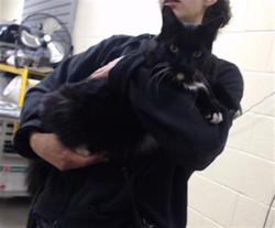 Shelter Stray Male Cat last seen S MILWUAKEE ST & E LOUISIANA AVE DENVER 80210, 1241 W Bayaud Ave, Denver, CO 80223, USA