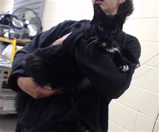 Shelter Stray Male Cat last seen S MILWUAKEE ST & E LOUISIANA AVE DENVER 80210, 1241 W Bayaud Ave, Denver, CO 80223, USA