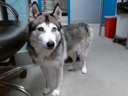 Shelter Stray Female Dog last seen VENTANA RANCH, 11800 Sunset Gardens Rd SW, Albuquerque, NM 87121, USA