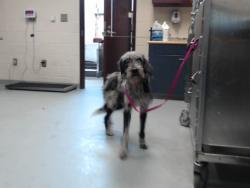 Shelter Stray Male Dog last seen Near LADYSLIPPER DR, FAYETTEVILLE NC 28306, 4704 Corporation Dr, Fayetteville, NC 28306, USA