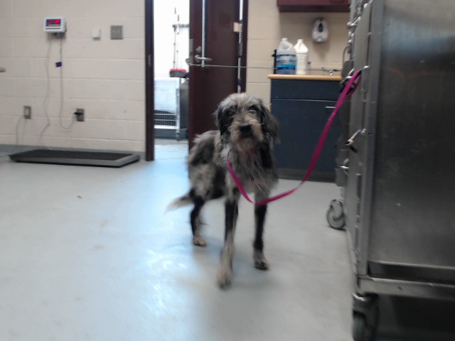 Shelter Stray Male Dog last seen Near LADYSLIPPER DR, FAYETTEVILLE NC 28306, 4704 Corporation Dr, Fayetteville, NC 28306, USA