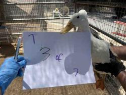 Shelter Stray Unknown Bird last seen , 2481 Palomar Airport Rd, Carlsbad, CA 92011, USA