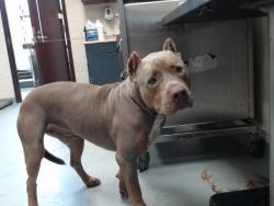 Shelter Stray Male Dog last seen Near BLOCK MCDOUGAL DR, FAYETTEVILLE NC 28304, 4704 Corporation Dr, Fayetteville, NC 28306, USA
