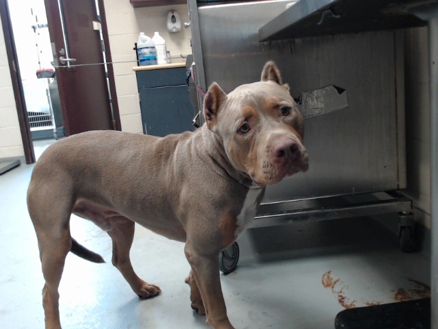 Shelter Stray Male Dog last seen Near BLOCK MCDOUGAL DR, FAYETTEVILLE NC 28304, 4704 Corporation Dr, Fayetteville, NC 28306, USA