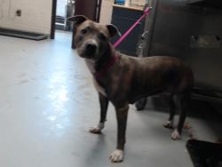 Shelter Stray Female Dog last seen Near BLOCK MCDOUGAL DR, FAYETTEVILLE NC 28304, 4704 Corporation Dr, Fayetteville, NC 28306, USA