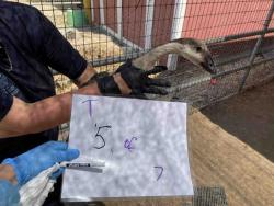 Shelter Stray Unknown Bird last seen , 2481 Palomar Airport Rd, Carlsbad, CA 92011, USA