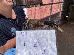 Shelter Stray Unknown Bird last seen , 2481 Palomar Airport Rd, Carlsbad, CA 92011, USA