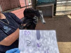 Shelter Stray Unknown Bird last seen , 2481 Palomar Airport Rd, Carlsbad, CA 92011, USA