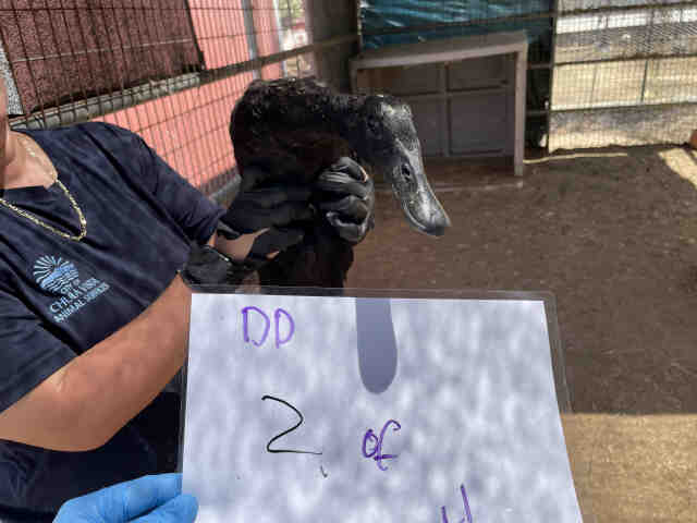 Shelter Stray Unknown Bird last seen , 2481 Palomar Airport Rd, Carlsbad, CA 92011, USA