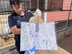 Shelter Stray Unknown Bird last seen , 2481 Palomar Airport Rd, Carlsbad, CA 92011, USA