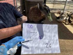Shelter Stray Unknown Bird last seen , 2481 Palomar Airport Rd, Carlsbad, CA 92011, USA