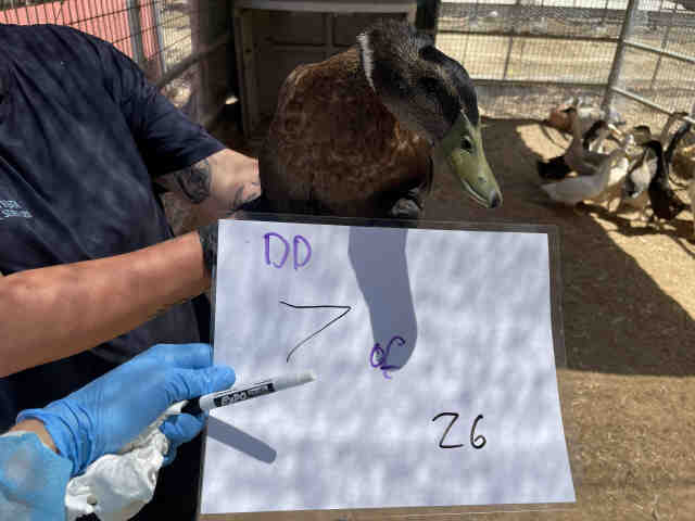 Shelter Stray Unknown Bird last seen , 2481 Palomar Airport Rd, Carlsbad, CA 92011, USA