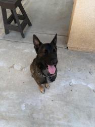 Found/Stray Male Dog last seen Campanella dr, Perris, CA 92571