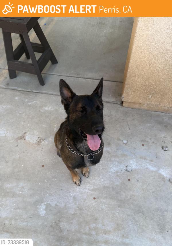 Found/Stray Male Dog last seen Campanella dr, Perris, CA 92571