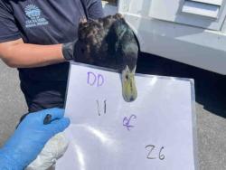 Shelter Stray Unknown Bird last seen , 2481 Palomar Airport Rd, Carlsbad, CA 92011, USA