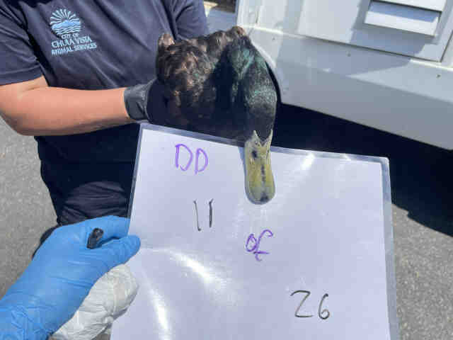 Shelter Stray Unknown Bird last seen , 2481 Palomar Airport Rd, Carlsbad, CA 92011, USA