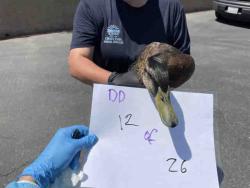 Shelter Stray Unknown Bird last seen , 2481 Palomar Airport Rd, Carlsbad, CA 92011, USA