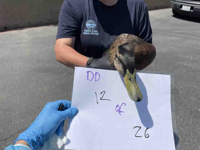 Shelter Stray Unknown Bird last seen , 2481 Palomar Airport Rd, Carlsbad, CA 92011, USA