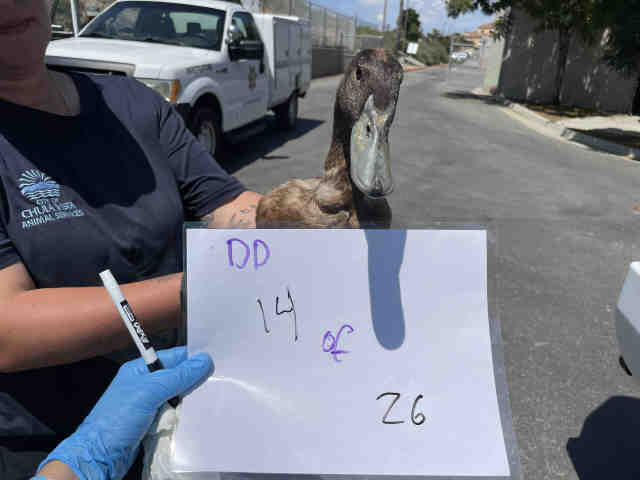 Shelter Stray Unknown Bird last seen , 2481 Palomar Airport Rd, Carlsbad, CA 92011, USA