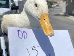 Shelter Stray Unknown Bird last seen , 2481 Palomar Airport Rd, Carlsbad, CA 92011, USA