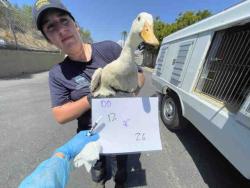 Shelter Stray Unknown Bird last seen , 2481 Palomar Airport Rd, Carlsbad, CA 92011, USA