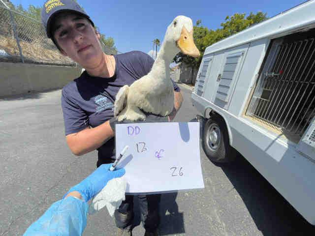 Shelter Stray Unknown Bird last seen , 2481 Palomar Airport Rd, Carlsbad, CA 92011, USA