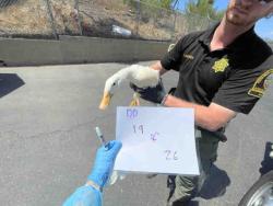 Shelter Stray Unknown Bird last seen , 2481 Palomar Airport Rd, Carlsbad, CA 92011, USA