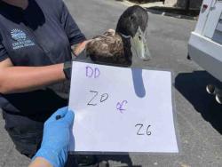 Shelter Stray Unknown Bird last seen , 2481 Palomar Airport Rd, Carlsbad, CA 92011, USA