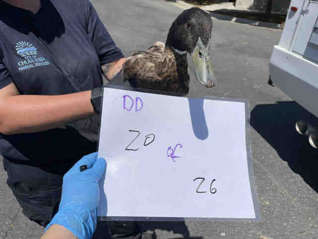 Shelter Stray Unknown Bird last seen , 2481 Palomar Airport Rd, Carlsbad, CA 92011, USA