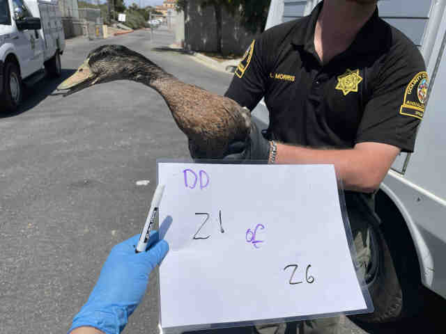 Shelter Stray Unknown Bird last seen , 2481 Palomar Airport Rd, Carlsbad, CA 92011, USA