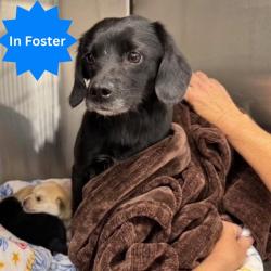 Shelter Stray Female Dog last seen Near, 2600 S Harding St, Indianapolis, IN 46221, USA