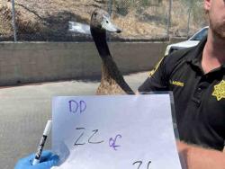 Shelter Stray Unknown Bird last seen , 2481 Palomar Airport Rd, Carlsbad, CA 92011, USA
