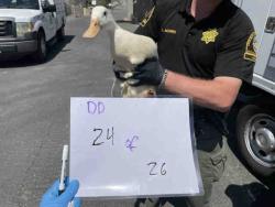 Shelter Stray Unknown Bird last seen , 2481 Palomar Airport Rd, Carlsbad, CA 92011, USA