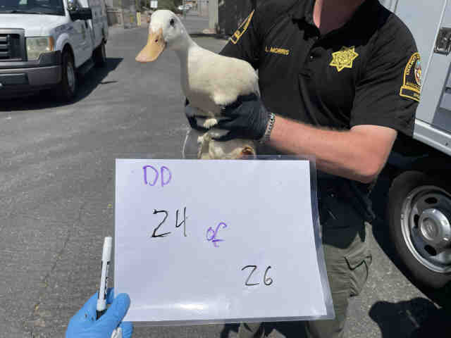 Shelter Stray Unknown Bird last seen , 2481 Palomar Airport Rd, Carlsbad, CA 92011, USA