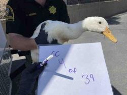 Shelter Stray Unknown Bird last seen , 2481 Palomar Airport Rd, Carlsbad, CA 92011, USA