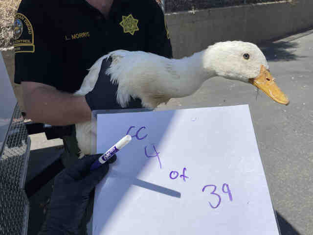 Shelter Stray Unknown Bird last seen , 2481 Palomar Airport Rd, Carlsbad, CA 92011, USA