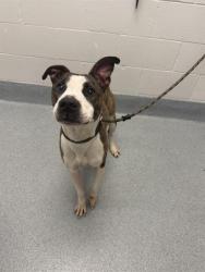Shelter Stray Male Dog last seen Near, 2600 S Harding St, Indianapolis, IN 46221, USA