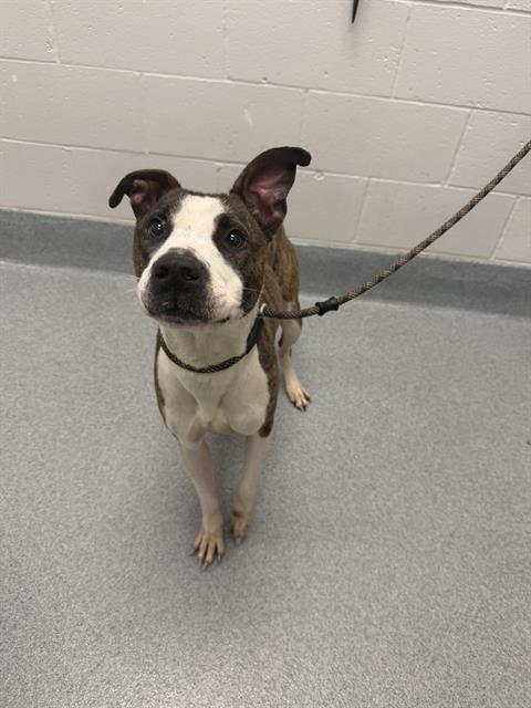 Shelter Stray Male Dog last seen Near, 2600 S Harding St, Indianapolis, IN 46221, USA
