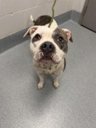 Shelter Stray Female Dog last seen Near, 2600 S Harding St, Indianapolis, IN 46221, USA