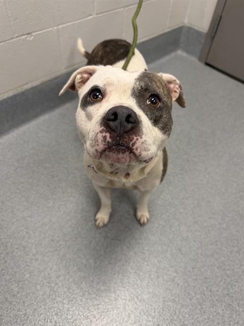 Shelter Stray Female Dog last seen Near, 2600 S Harding St, Indianapolis, IN 46221, USA