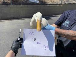 Shelter Stray Unknown Bird last seen , 2481 Palomar Airport Rd, Carlsbad, CA 92011, USA