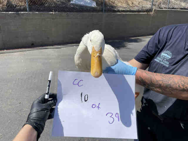 Shelter Stray Unknown Bird last seen , 2481 Palomar Airport Rd, Carlsbad, CA 92011, USA