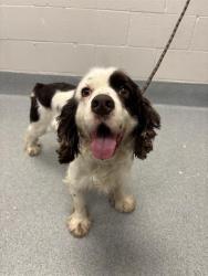 Shelter Stray Male Dog last seen Near, 2600 S Harding St, Indianapolis, IN 46221, USA
