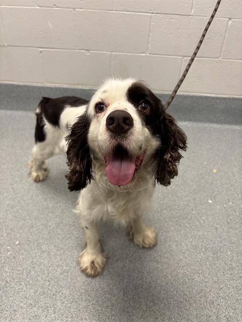 Shelter Stray Male Dog last seen Near, 2600 S Harding St, Indianapolis, IN 46221, USA