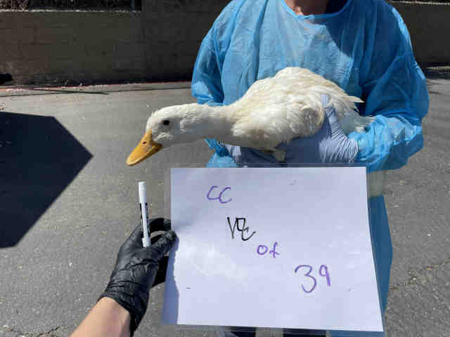 Shelter Stray Unknown Bird last seen , 2481 Palomar Airport Rd, Carlsbad, CA 92011, USA