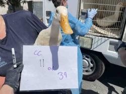 Shelter Stray Unknown Bird last seen , 2481 Palomar Airport Rd, Carlsbad, CA 92011, USA