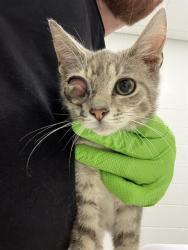 Shelter Stray Male Cat last seen Near, 2600 S Harding St, Indianapolis, IN 46221, USA