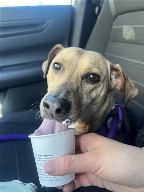 Shelter Stray Female Dog last seen Near BLOCK BEACON LAKE RD, 1601 Eubanks Rd, Chapel Hill, NC 27516, USA
