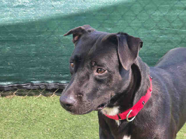 Shelter Stray Female Dog last seen , 2481 Palomar Airport Rd, Carlsbad, CA 92011, USA