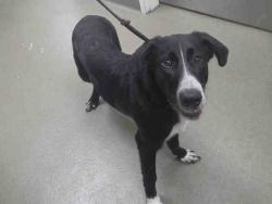 Shelter Stray Male Dog last seen , 2481 Palomar Airport Rd, Carlsbad, CA 92011, USA